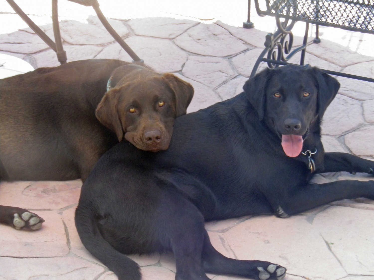 2 Labradors - Dutch and Billy